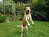 2. Jumping