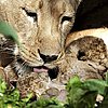 Lioness Kisses Her Blind Babies!