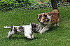4. Fight With Other Pet or Animal