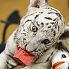 Baby Tiger's Stoked For a Fully Stocked Toy Box