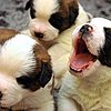 Guess What Breed?
