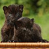 Sipura and Larisa Have Wandering Eyes