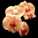 aletheia's picture