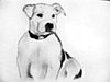 Sketch of Bella