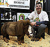 The World's Smallest Horse