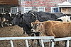 Dairy Farms