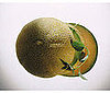 Cantaloupe