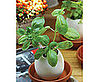 Plant Seeds