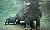 Baby Hippo Cuddle Bumps Mom