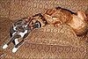 Max and Cricket Spread the Love 