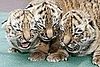 Three Baby Tigers Are Better Than One! 