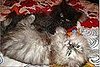 Fluffy Balls of Love