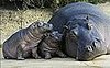 Hamburg's Hungry, Hungry (Baby) Hippos Hug
