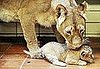 Awwwwfully Up Close and Personal With Two Lil Lions