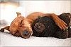 Cuddle Up, Baby!