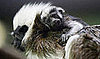 Cottontop Tamarin Baby Masters Cuddle in Two Weeks' Time