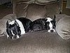 Lucky and Jesse Are Two Peas in a Pod