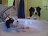daddy...why is buddy in the sink?