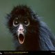 cutemonkey49's picture