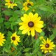 coffeemug2007's picture
