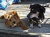 Weinard and Mochi
