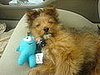 Mochi after his vaccinations.