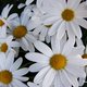 lseibert85's picture