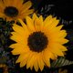 BougieBella's picture