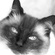 steiff1001's picture