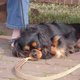 caninebark's picture