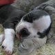 zoobabyrummy's picture