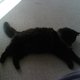 4gatitas's picture