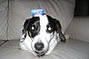 Piper and his hat!