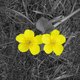 sarwatson's picture