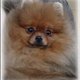 Pookie06's picture