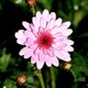 mheeshe's picture