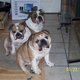 Backwoods Bully's picture