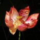 zenwoman's picture