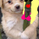 Sassy Bamboozle's picture