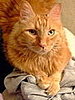 Oskar...just hanging out