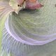 Bromeliad's picture