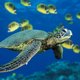 snydersensei's picture
