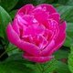 sgs1's picture