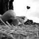 StefL's picture