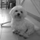 booyouu's picture