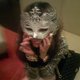 pammanista's picture