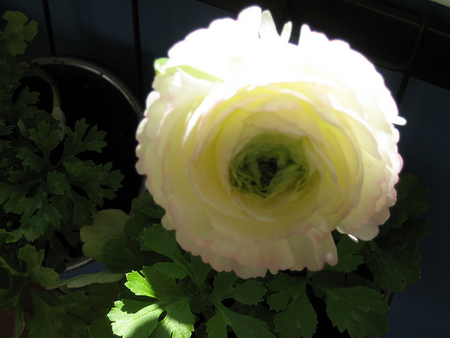 Name This Flower