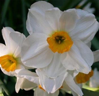 Name This Flower