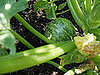 Try Easy Vegetables For Your First Garden