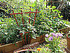 Don't Be Afraid to Plant a Lot in a Small Space